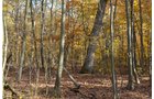 Property photo 21 - 75.3 Acres Offered in 2 Tracts
